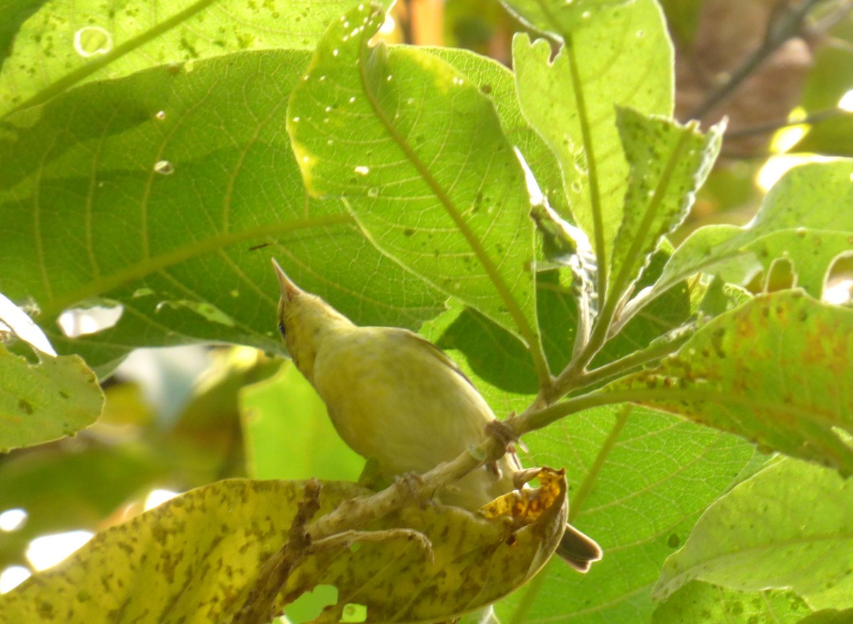 Tennessee Warbler - ML77635501