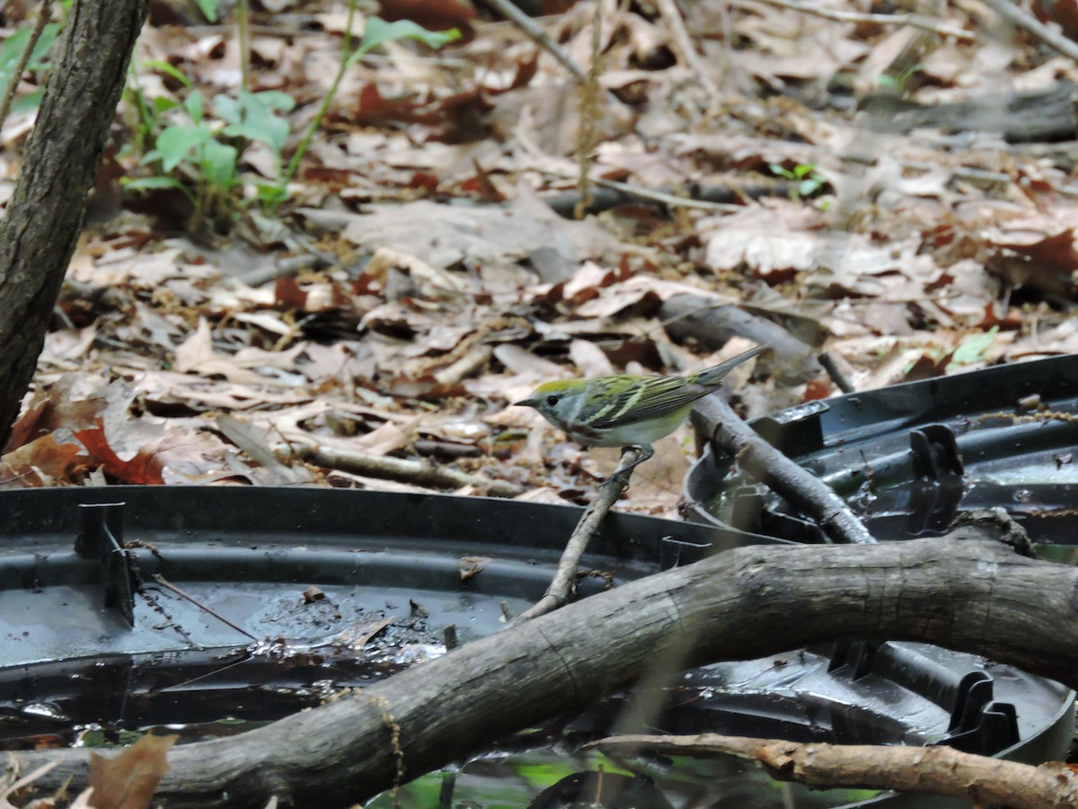 Paruline à flancs marron - ML77635511