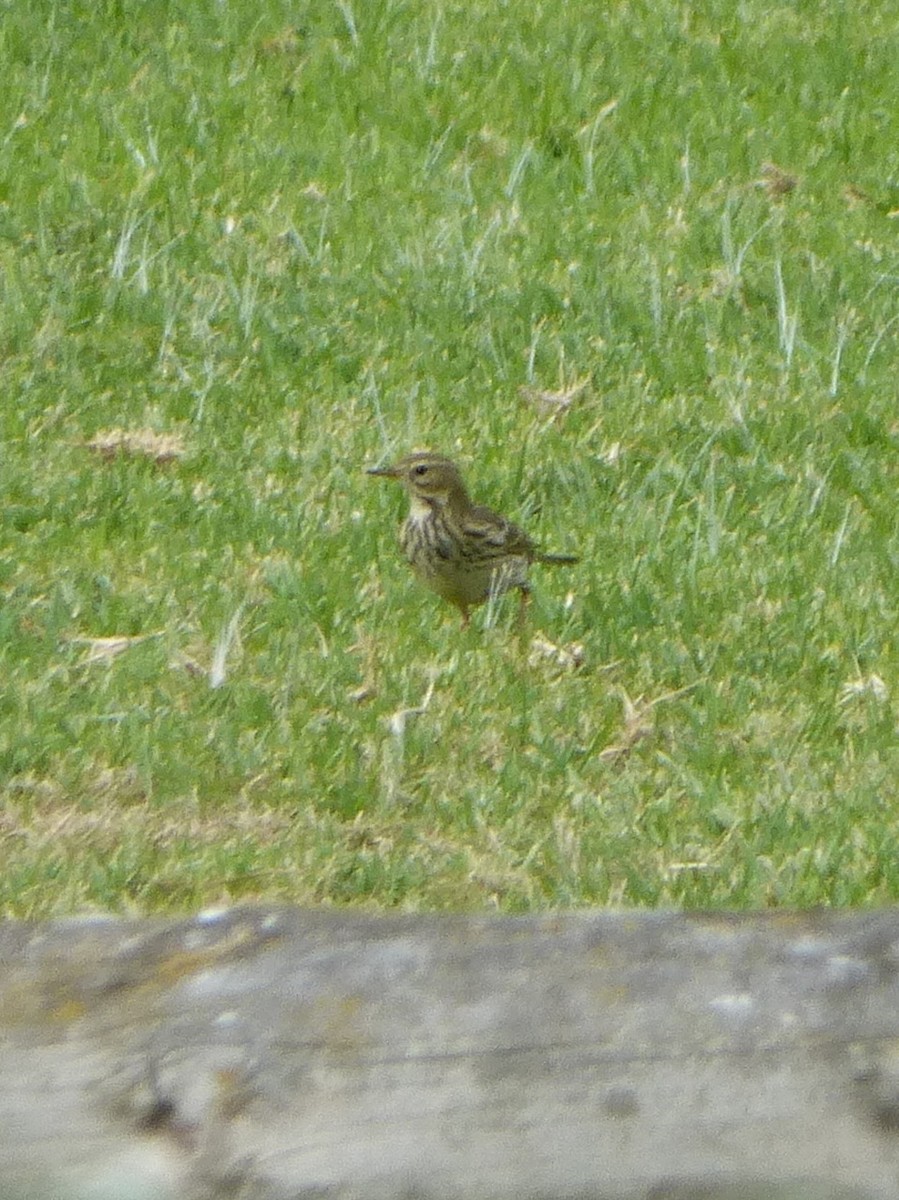 Meadow Pipit - ML77636321