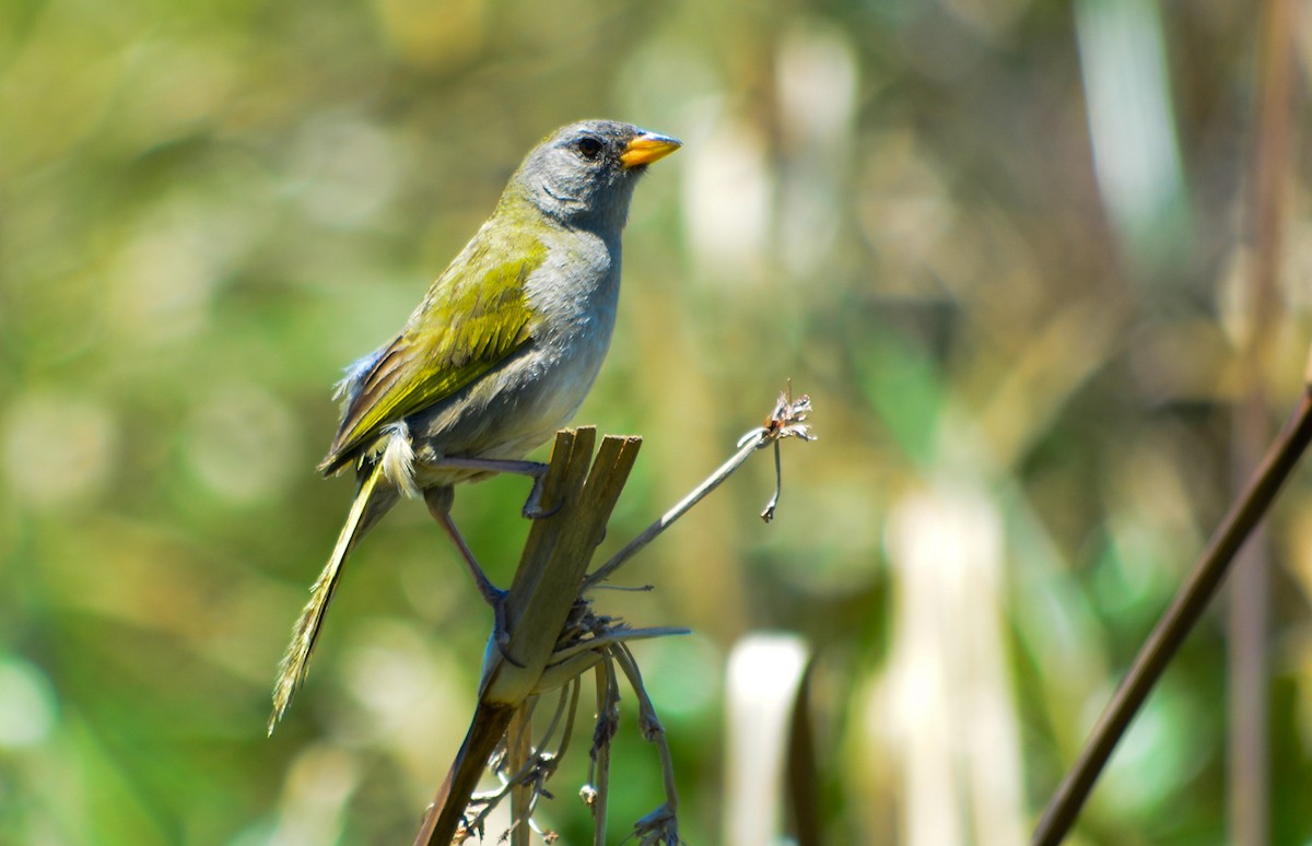 Great Pampa-Finch - ML77638461