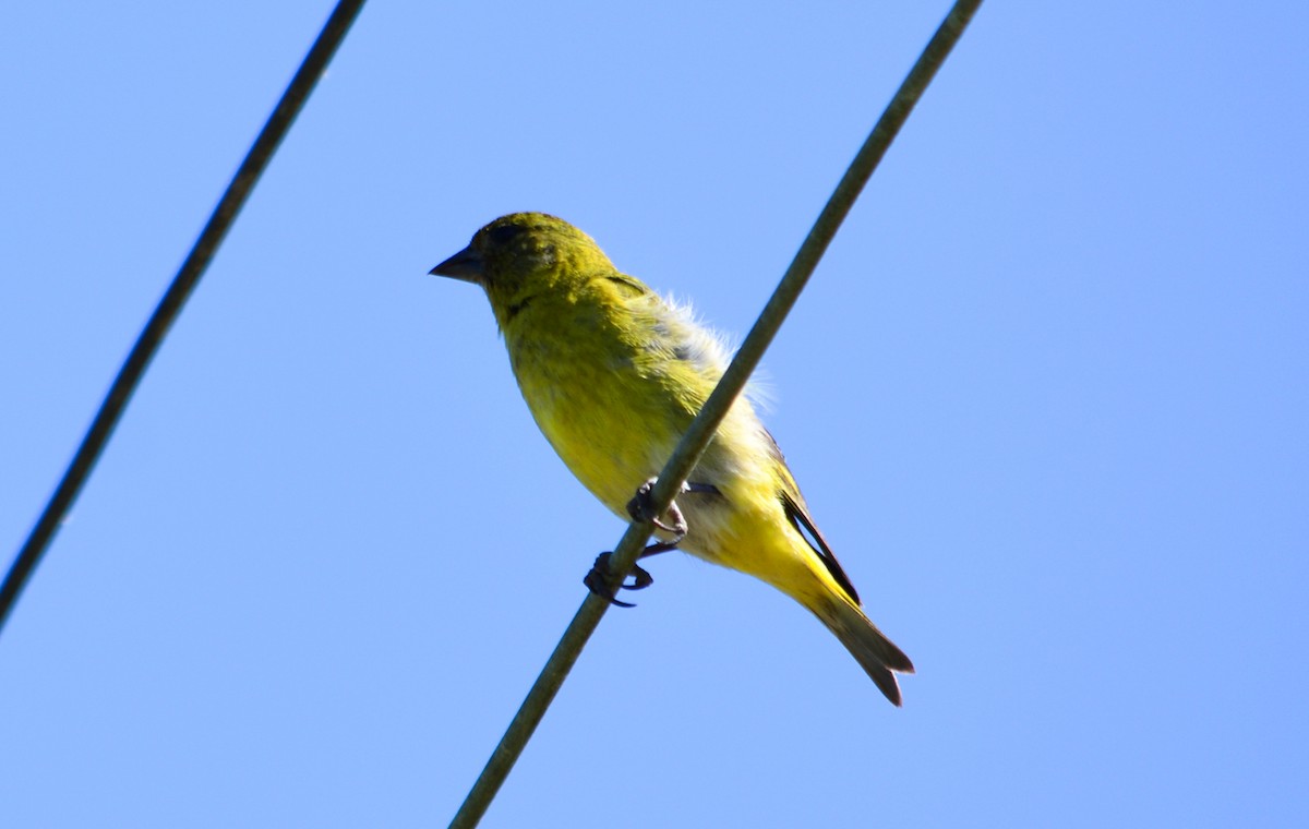 Hooded Siskin - ML77638501