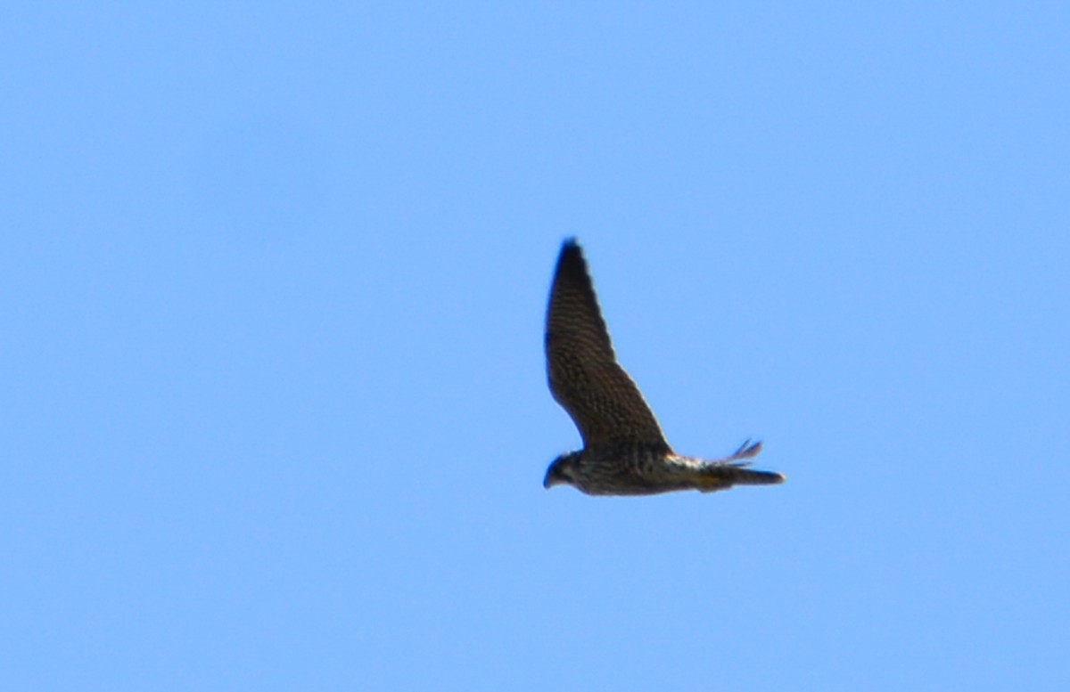 Peregrine Falcon - ML77638511