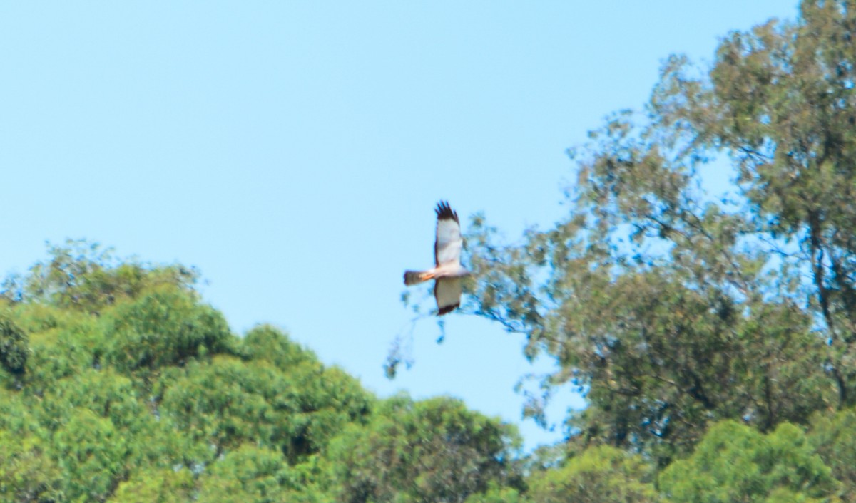 Cinereous Harrier - ML77638541