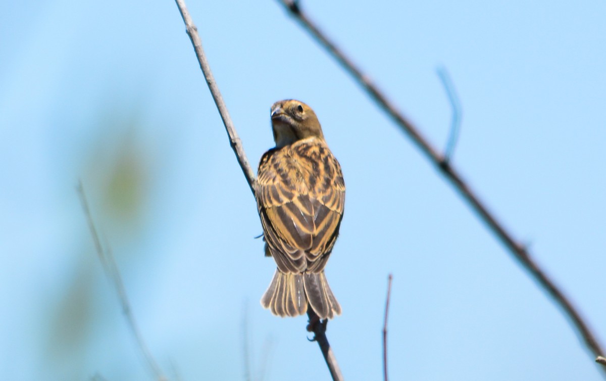 Grassland Yellow-Finch - ML77638601