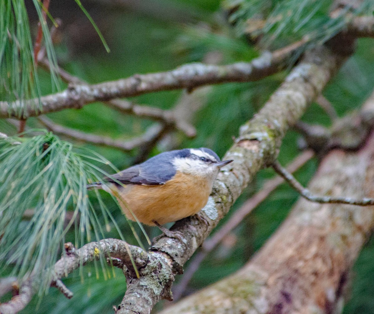 Red-breasted Nuthatch - ML77640741