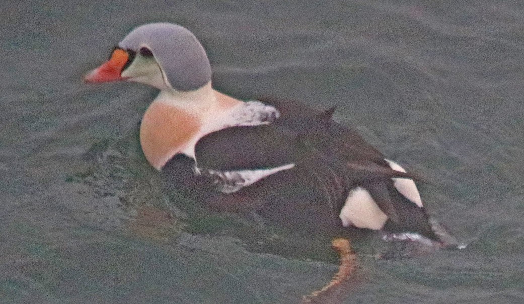 King Eider - ML77640841