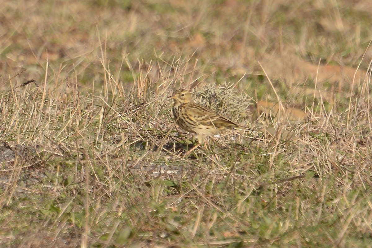 Meadow Pipit - Jorge  Safara