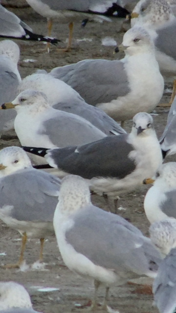 Laughing Gull - Chris Runk