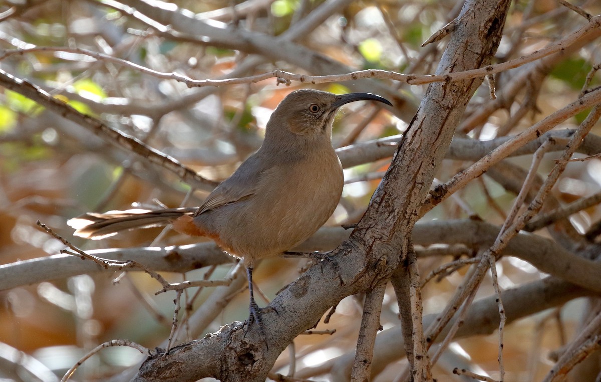 Crissal Thrasher - ML77644071