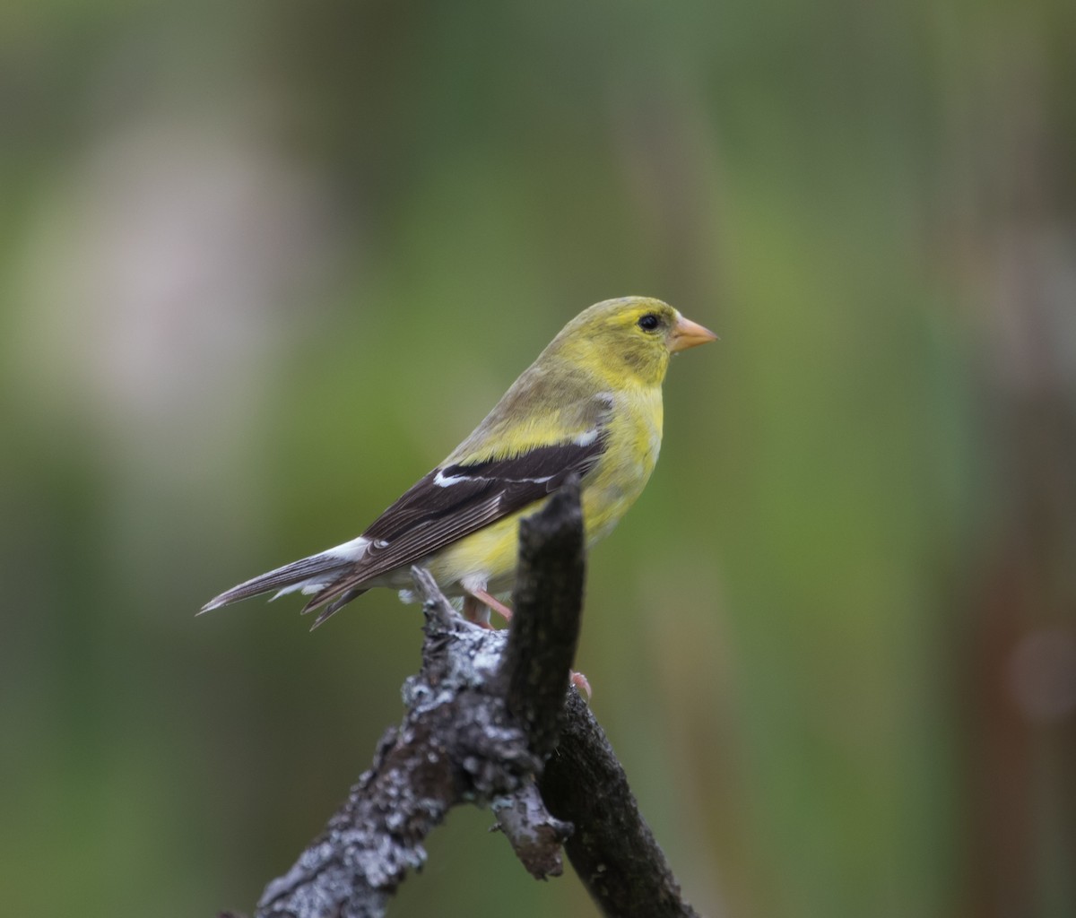 Chardonneret jaune - ML77644231