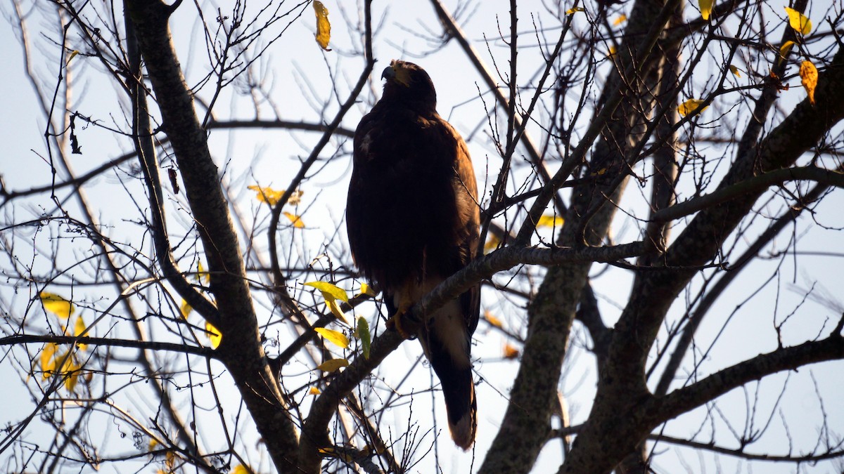 Harris's Hawk - ML77647451