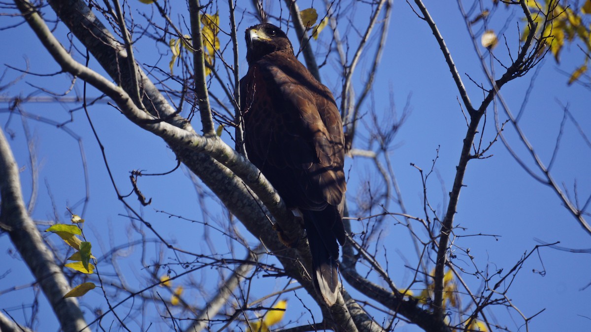 Harris's Hawk - ML77647461