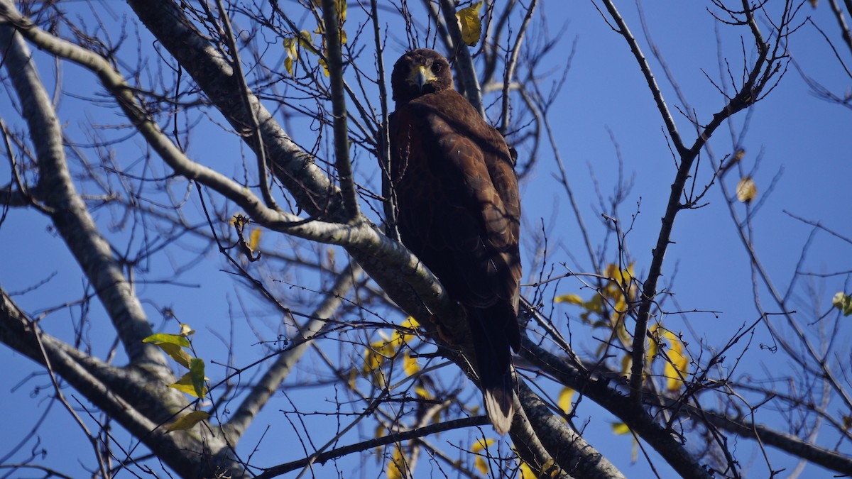 Harris's Hawk - ML77647481