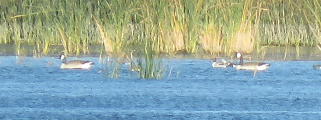 Canada Goose - Glenn Pannier