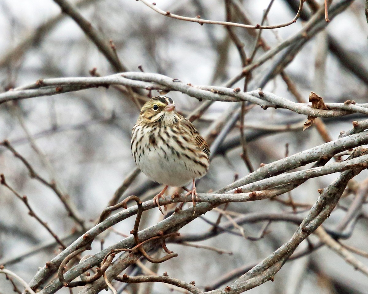 Savannah Sparrow - Tom Murray