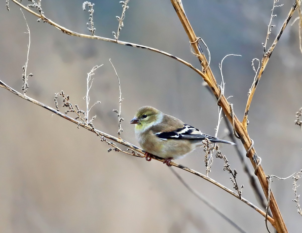 American Goldfinch - Tom Murray