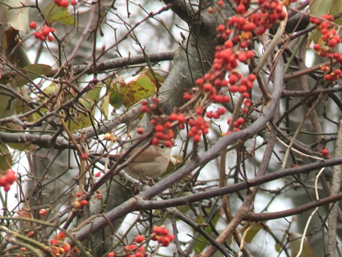 House Wren - ML77649321