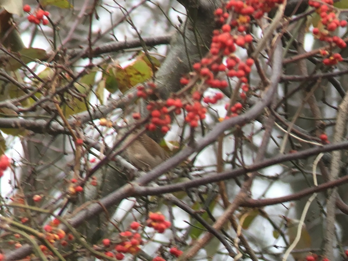 House Wren - Marshall Iliff