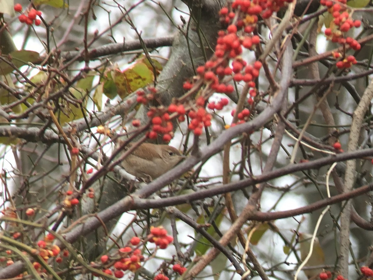 House Wren - ML77649341