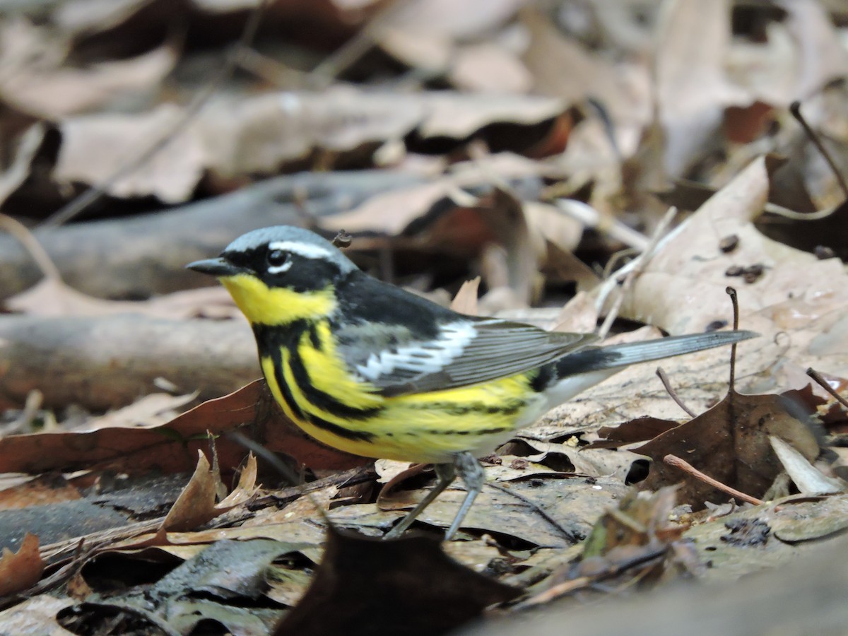 Magnolia Warbler - ML77649591