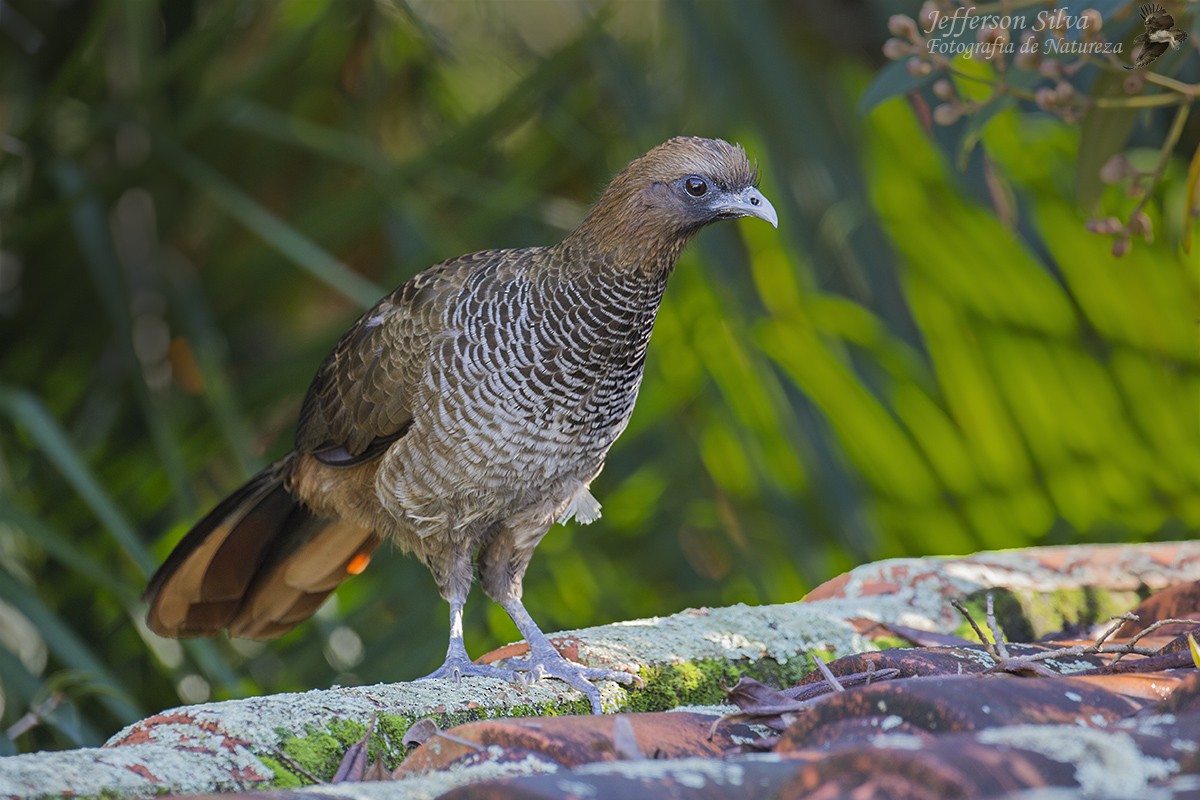 Scaled Chachalaca - Jefferson Silva