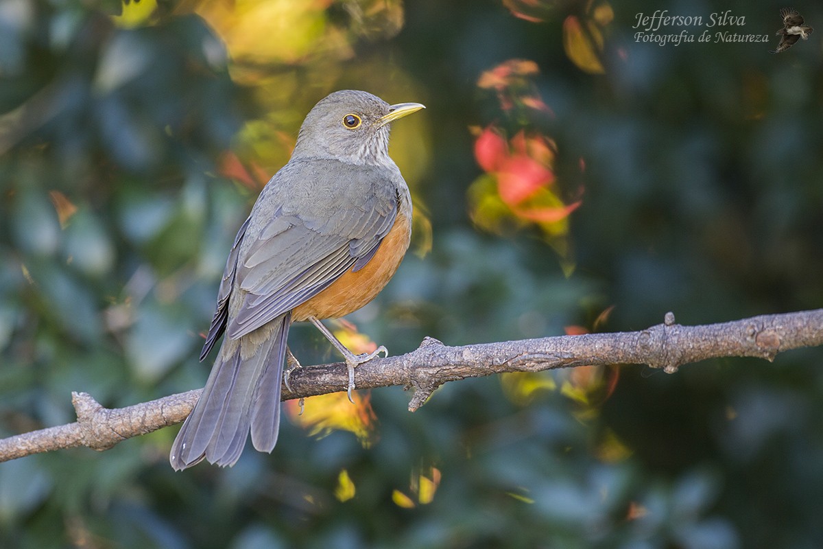 Rufous-bellied Thrush - ML77651121