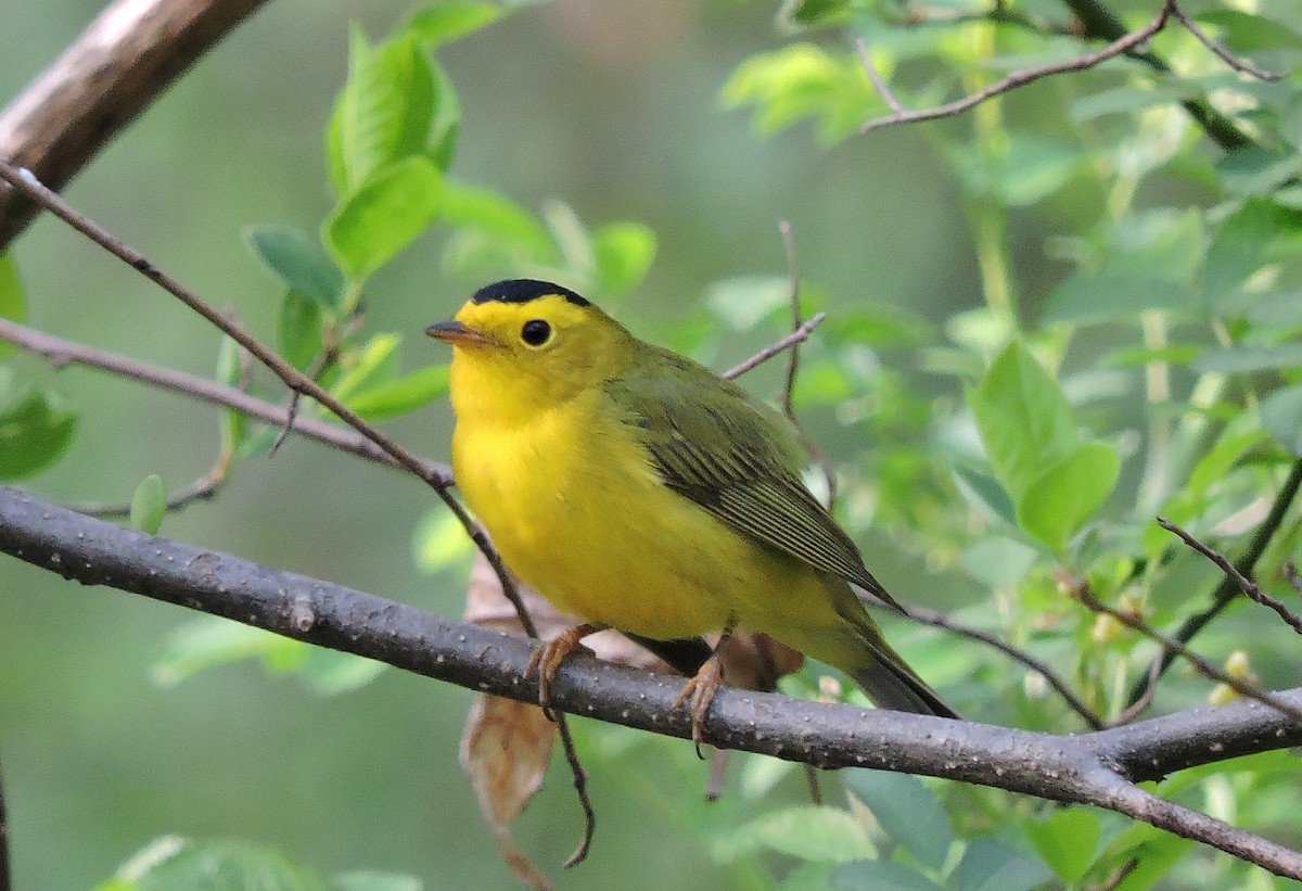 Wilson's Warbler - ML77652371