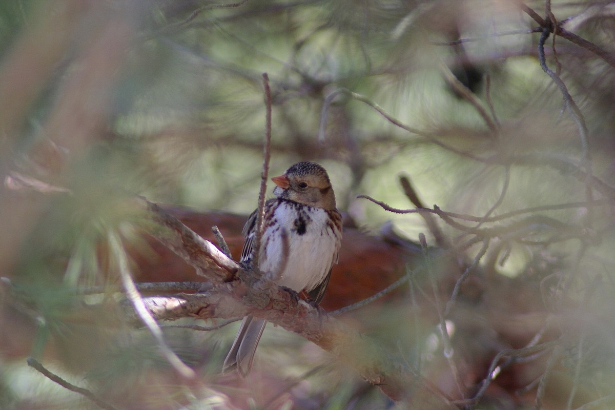 Harris's Sparrow - Jamie Adams