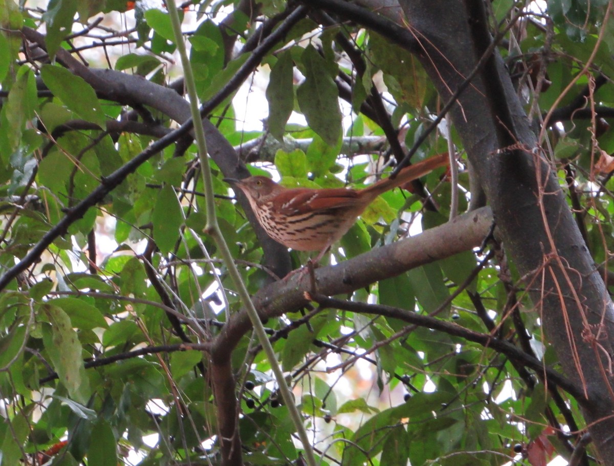 Brown Thrasher - ML77655971