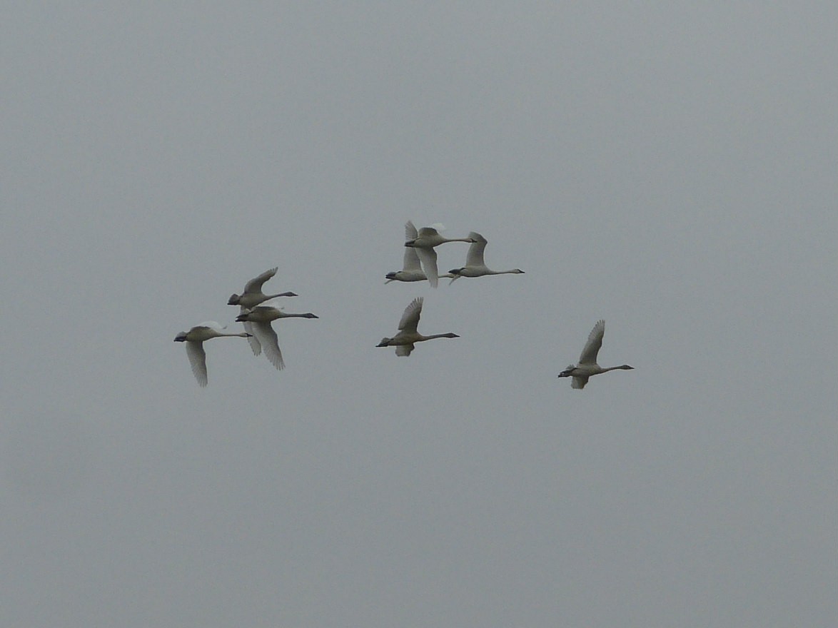 Tundra Swan - ML77657151