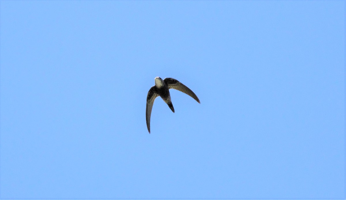 Pacific Swift - Greg Roberts