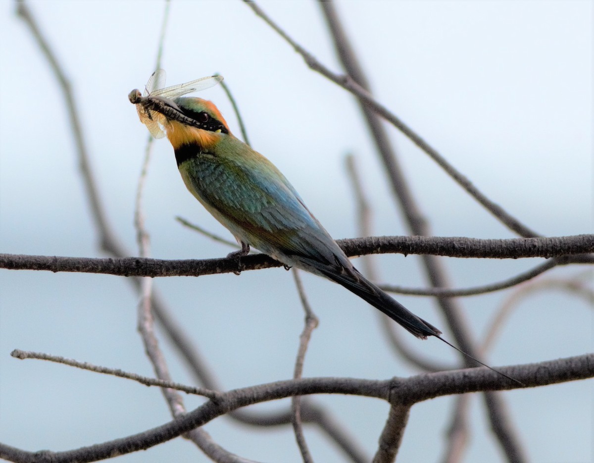 Rainbow Bee-eater - Greg Roberts