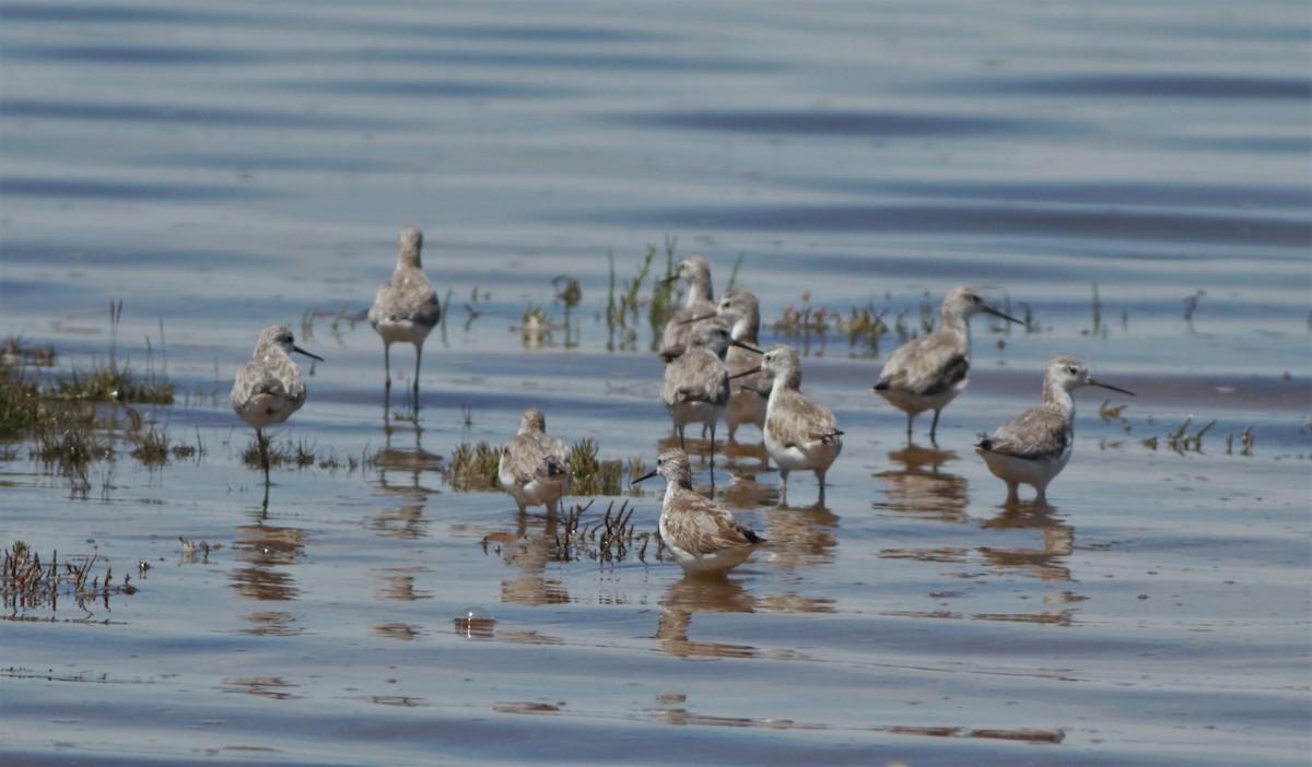 Marsh Sandpiper - ML77659631