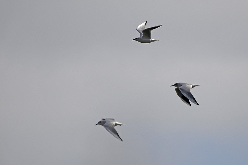 Black-headed Gull - ML77660121