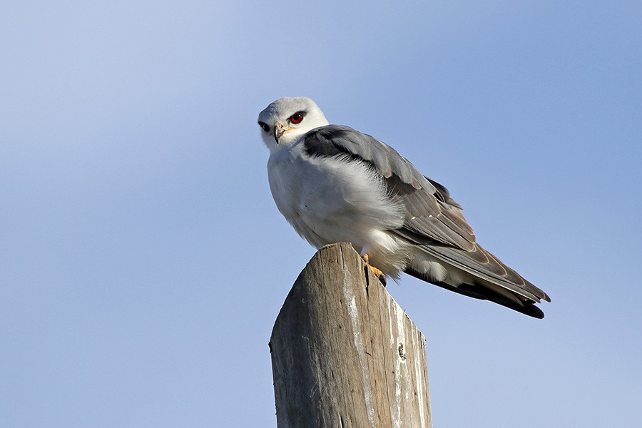 Black-winged Kite - ML77660231