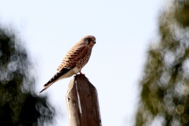 Eurasian Kestrel - Francisco Barroqueiro