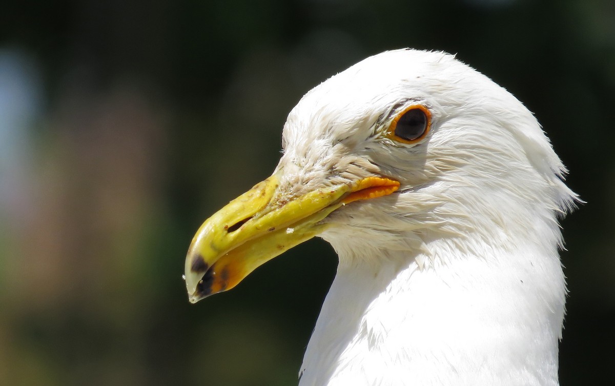 Gaviota Californiana - ML77663261