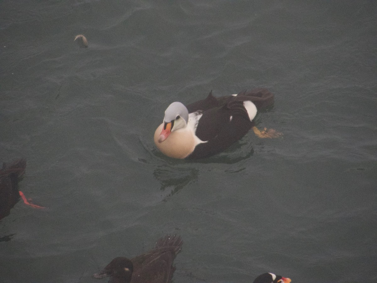 King Eider - ML77663611