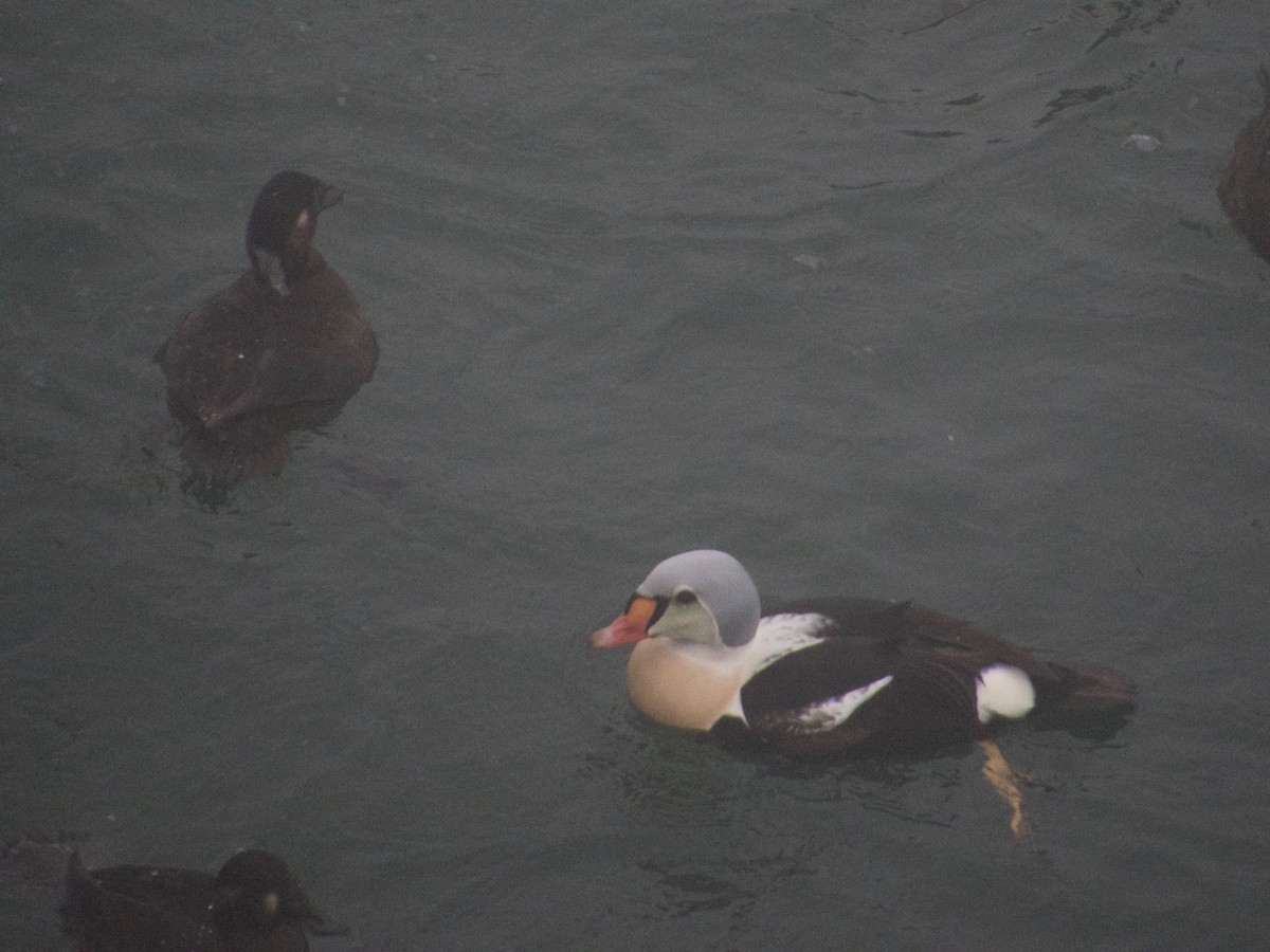 King Eider - ML77663681