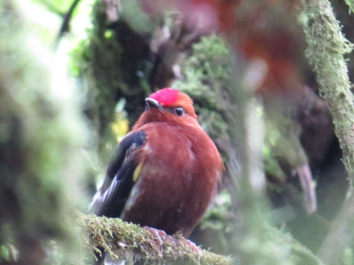 Club-winged Manakin - Sara Griffith