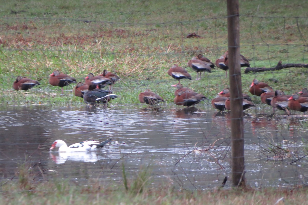 Black-bellied Whistling-Duck - ML77665021