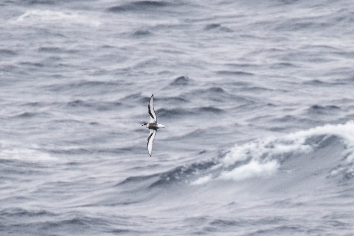 Mottled Petrel - ML77665251