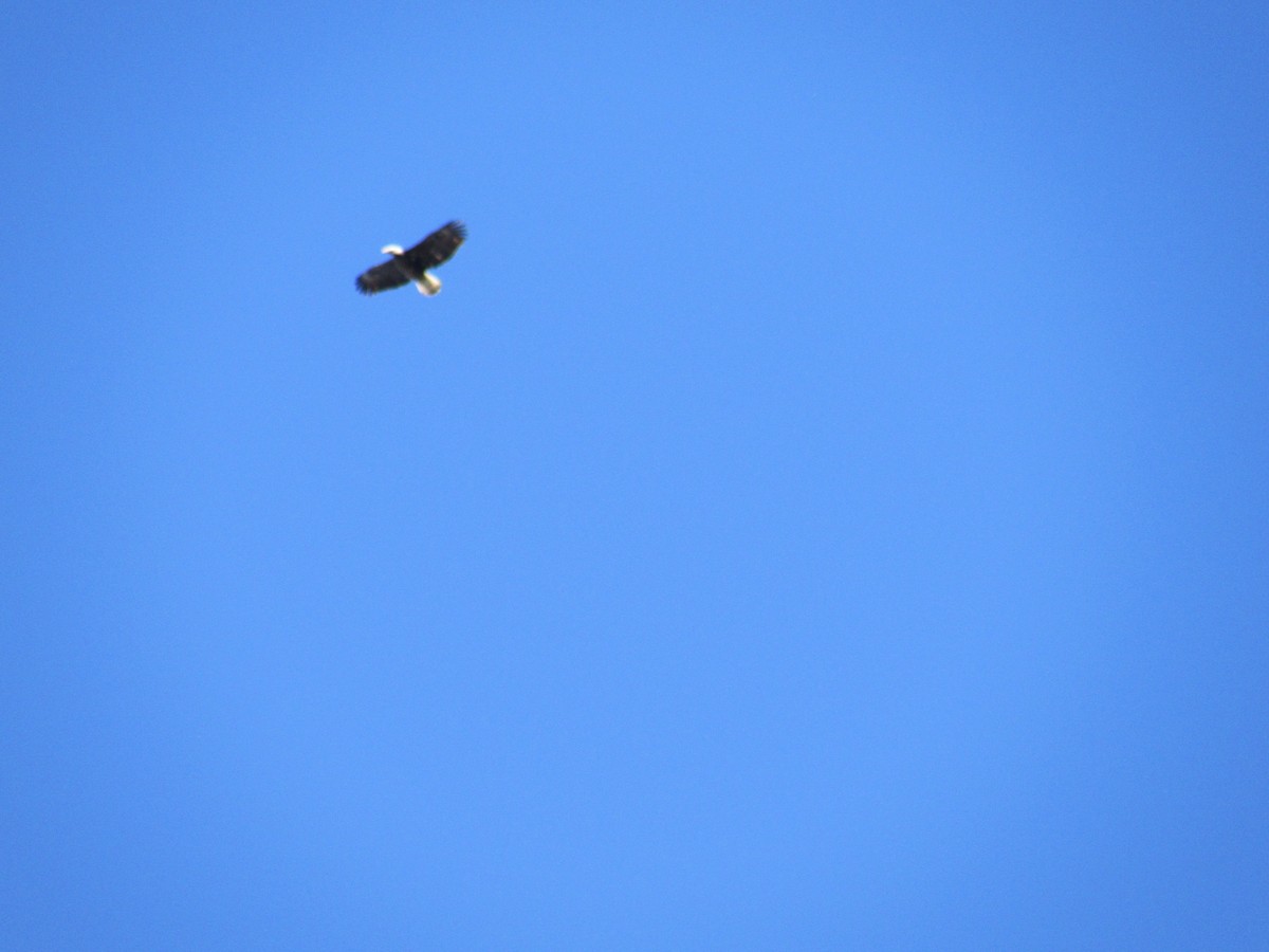 Bald Eagle - ML77665291