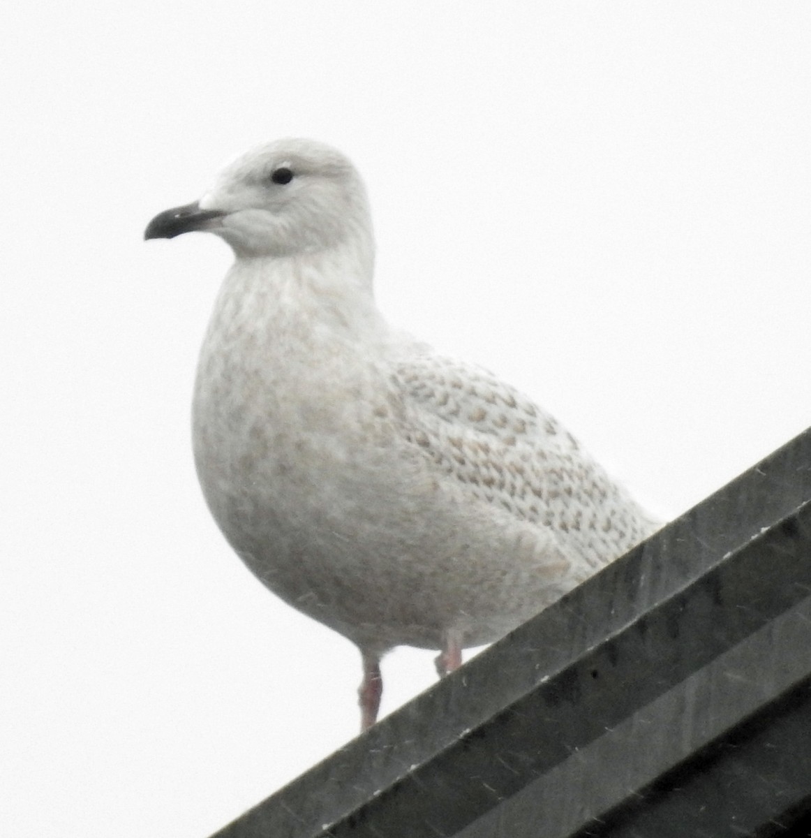 Iceland Gull - Warren Cummings