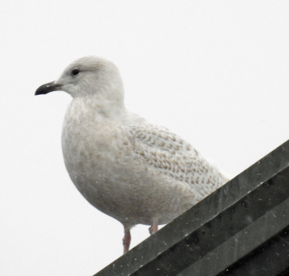 Iceland Gull - Warren Cummings