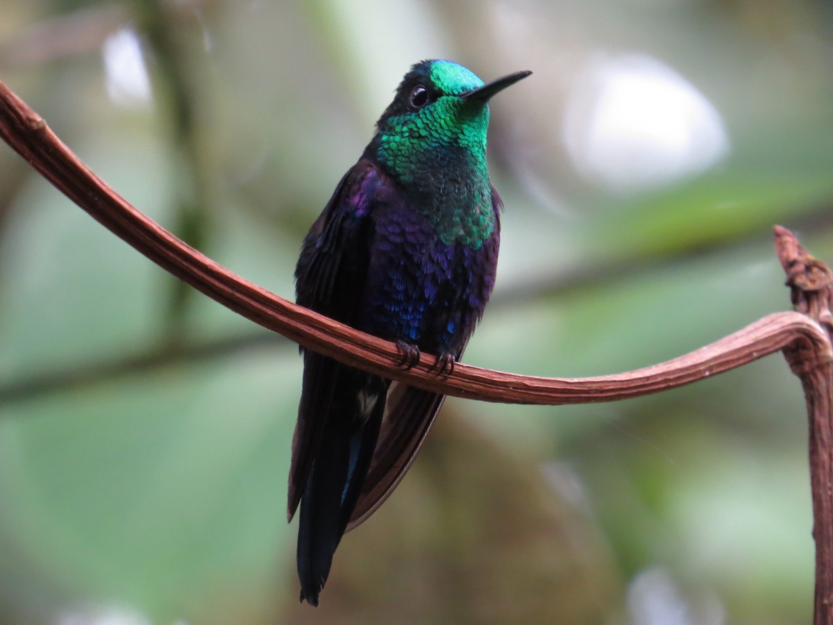 Crowned Woodnymph (Green-crowned/Emerald-bellied) - Sara Griffith