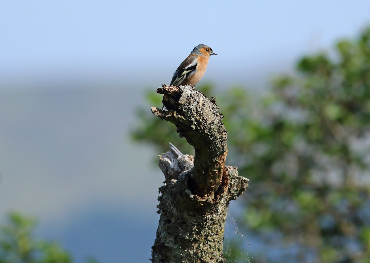 Common Chaffinch - ML77666101