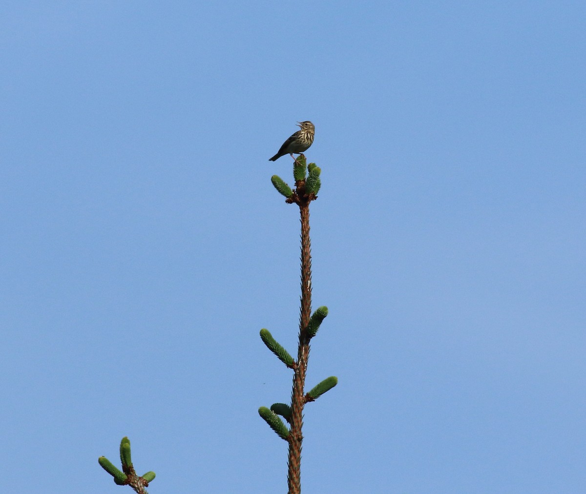 Tree Pipit - ML77666251