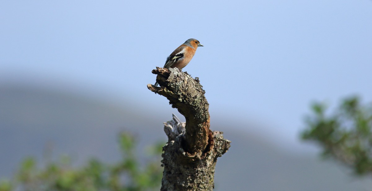 Common Chaffinch - ML77666271