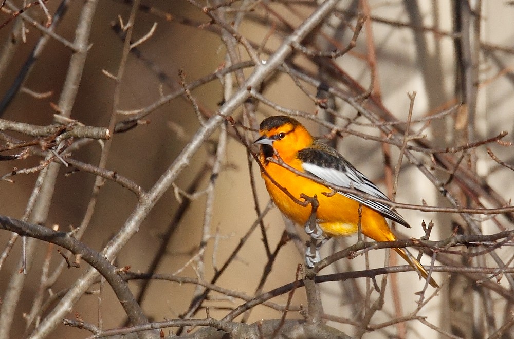 Bullock's Oriole - ML77666761